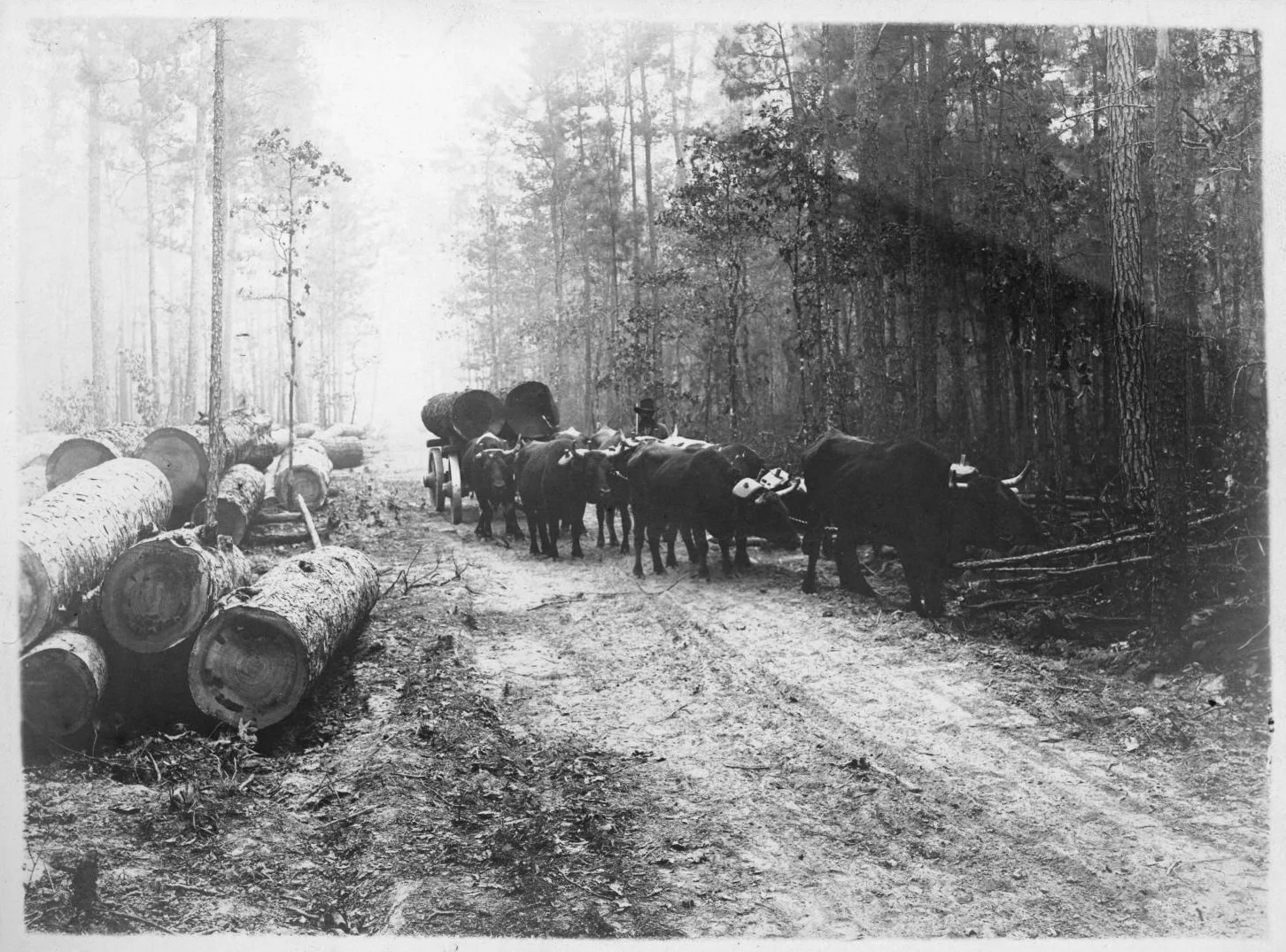 Tex 111-Y oxen log cart
