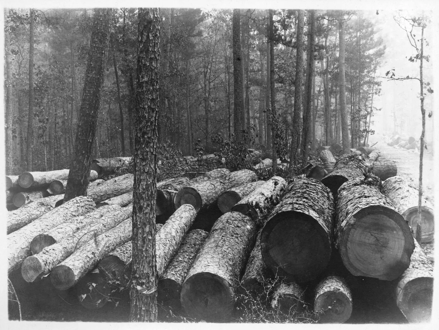 Tex112 Logs Along Right of Way