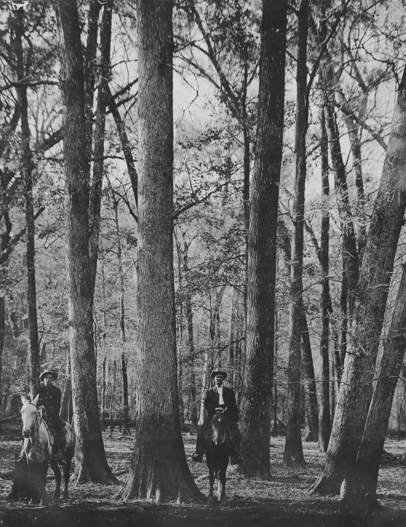 S.P. 302 white oak and gum hardwood JA Massengill