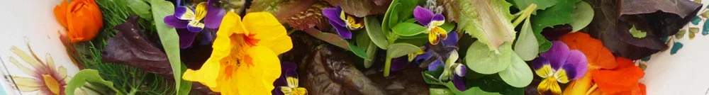 Evie Vergano banner
