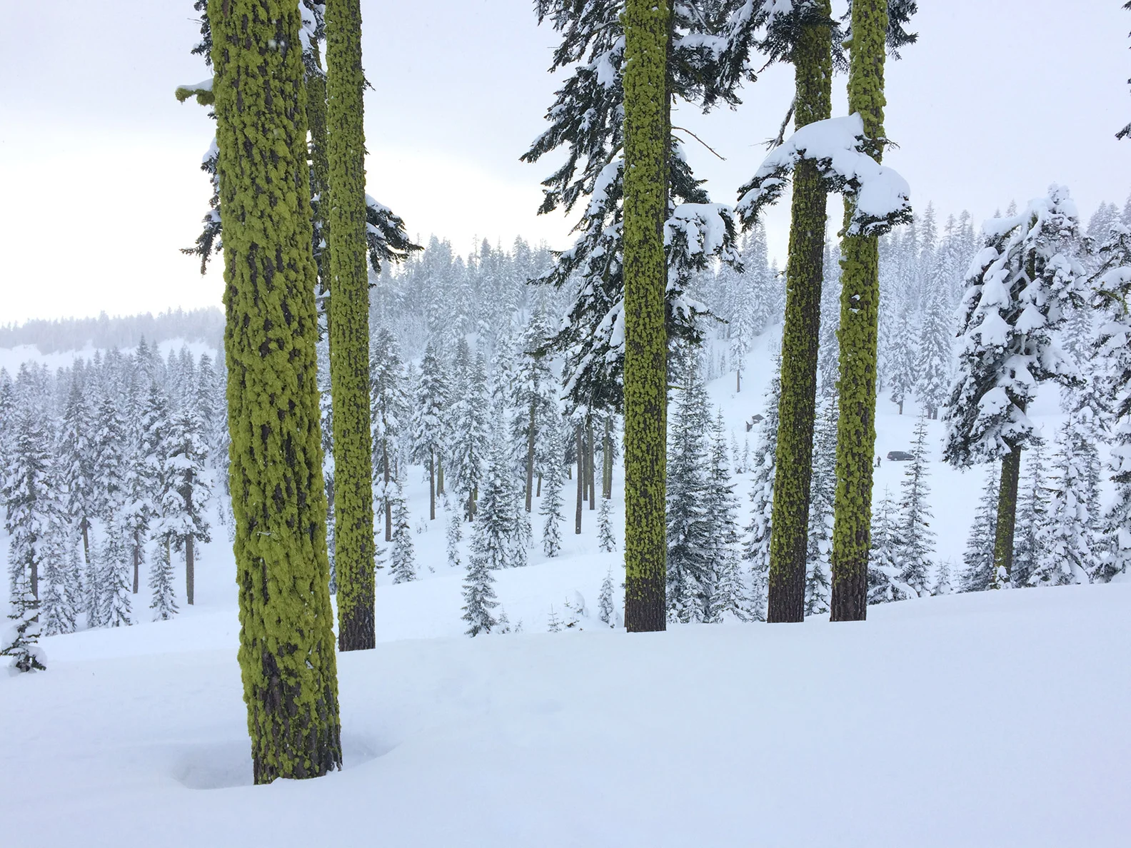 treesmosssahs.jpg