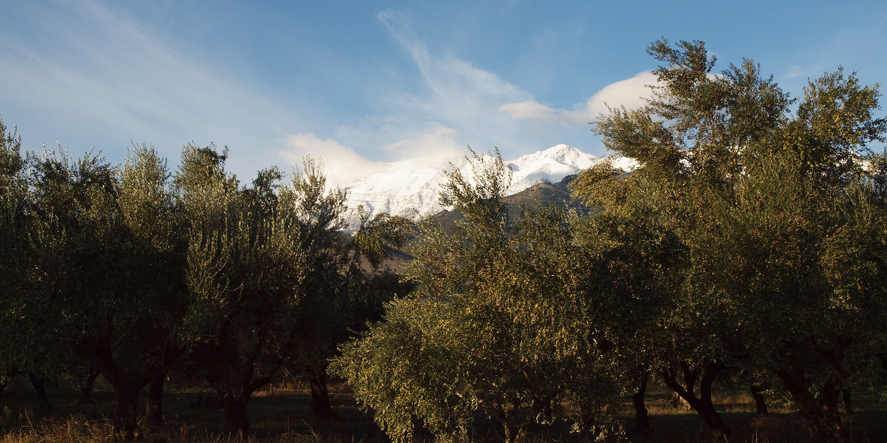 Olivenhain am Taygetosgebirge