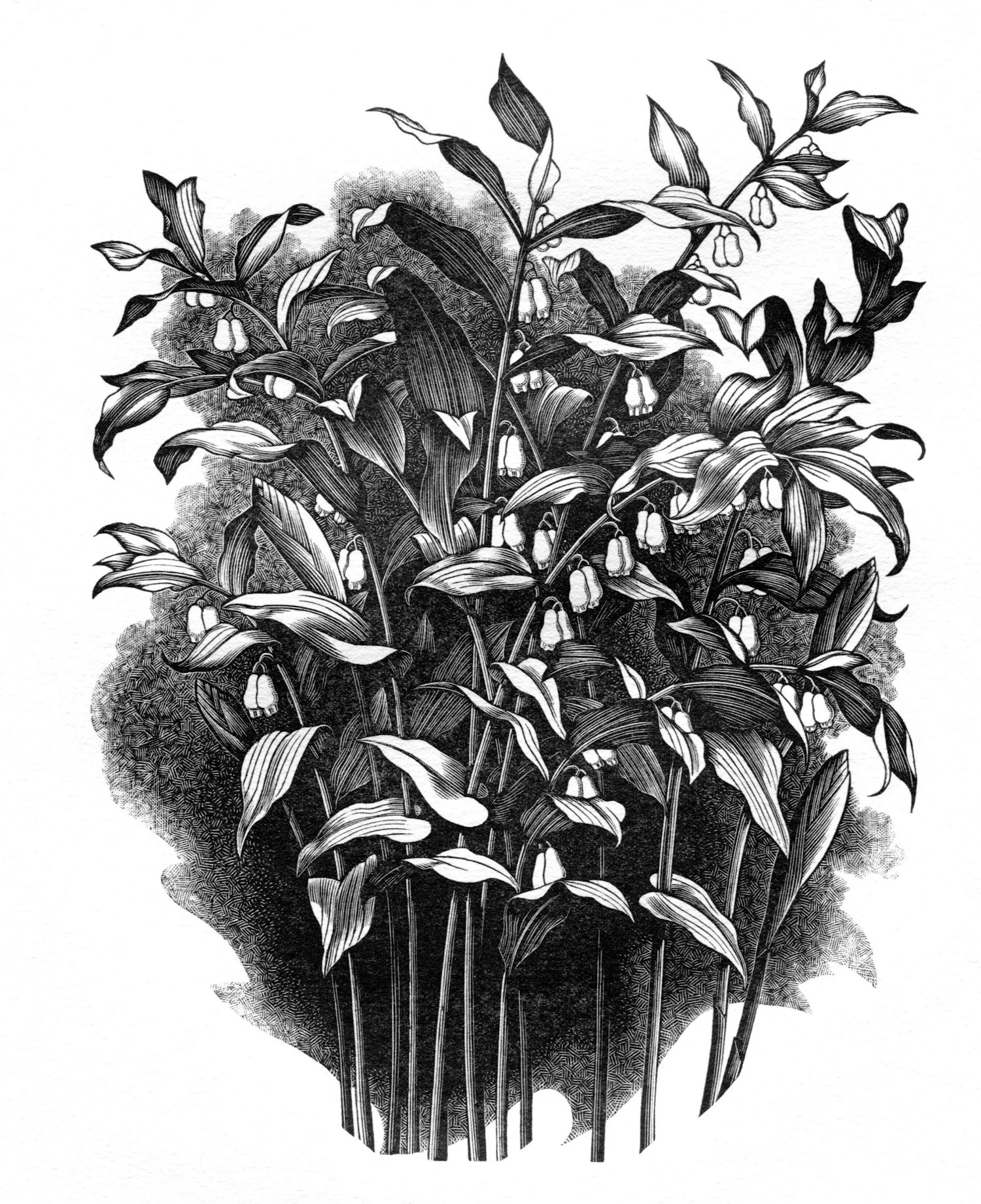 Solomon's Seal