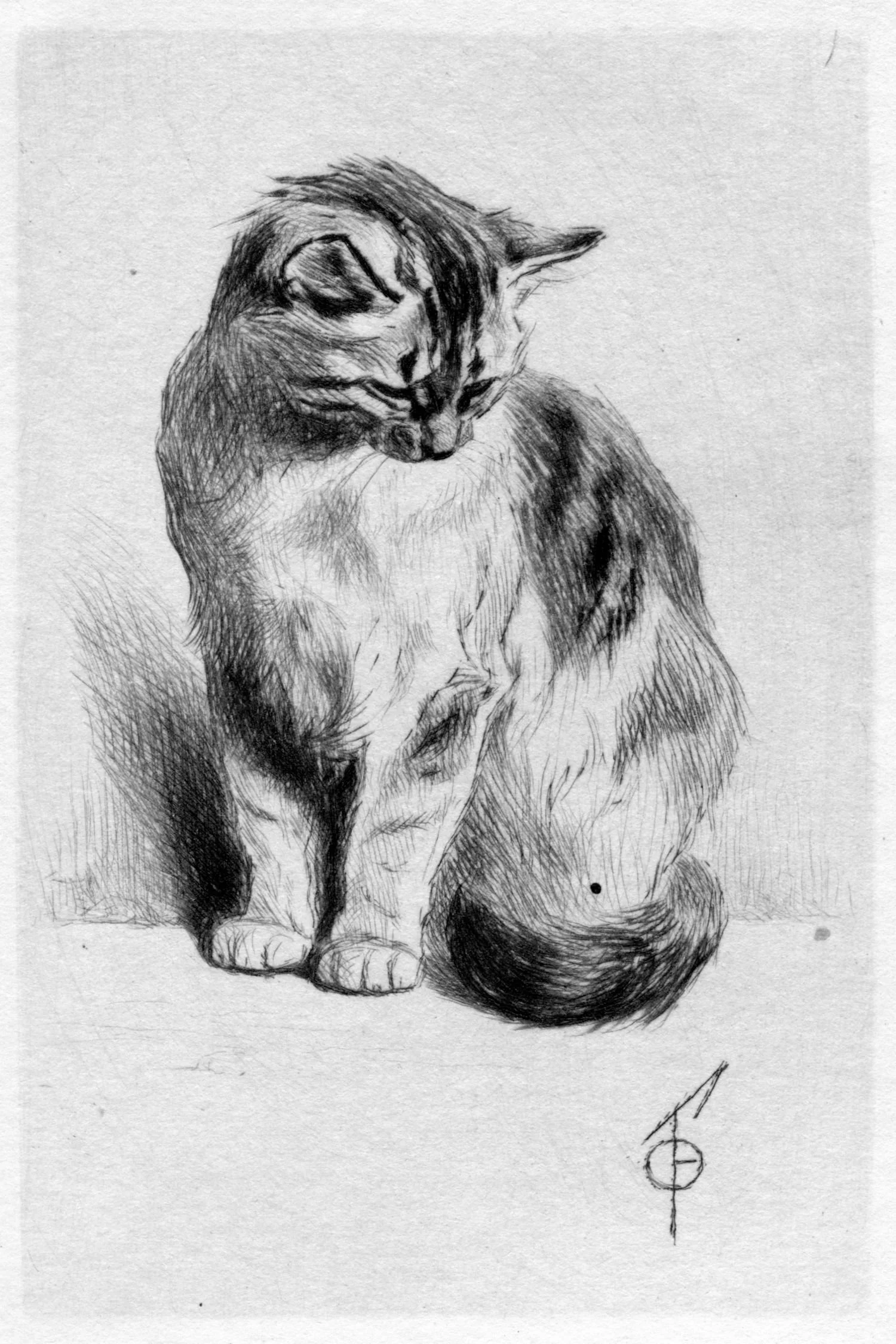 Petit Chat Assis
