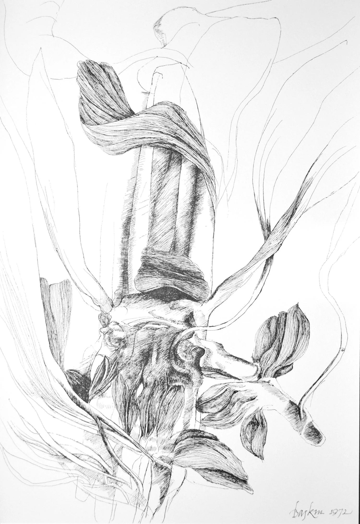 Plate X from Ars Anatomica