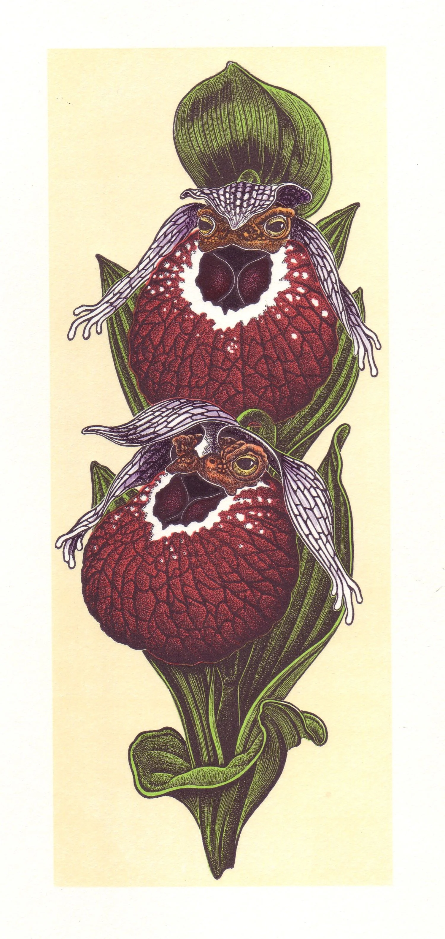 Cypripedium tibeticum