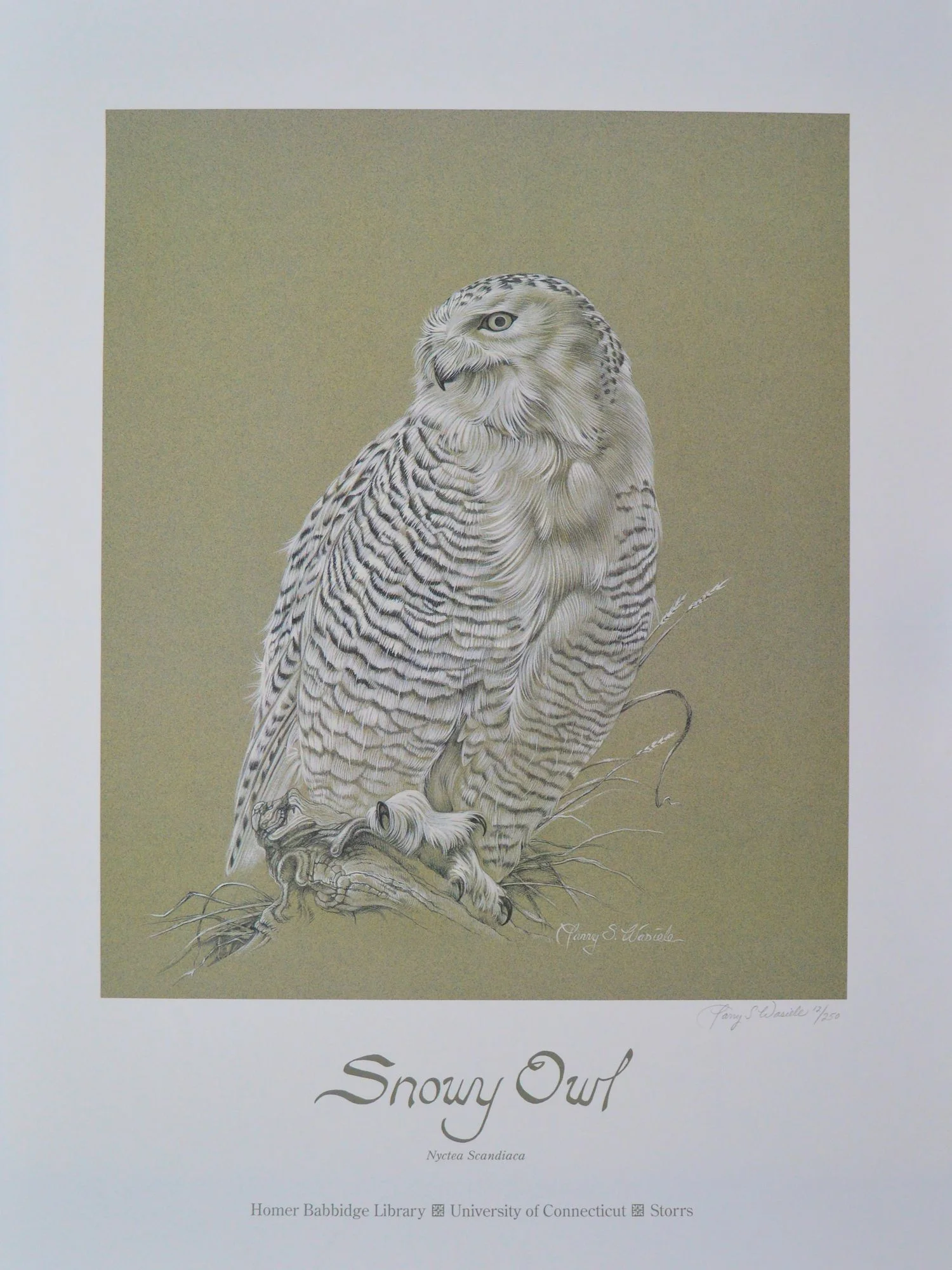 Snowy Owl