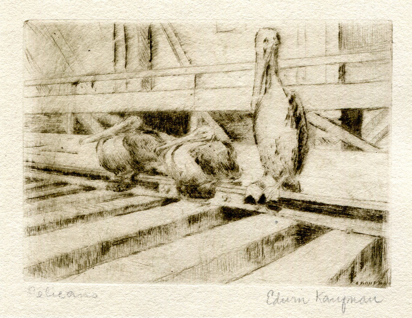 Pelicans