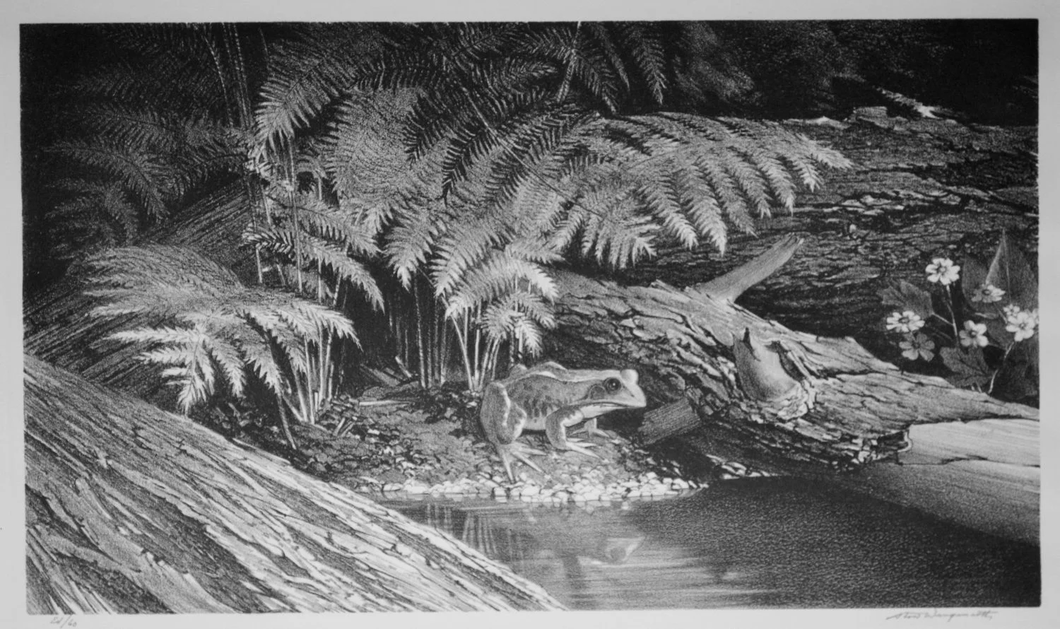 Forest Ferns (Greenport, New York)