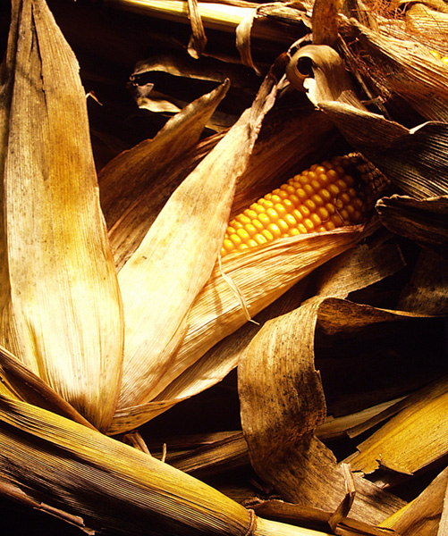 field corn.jpg