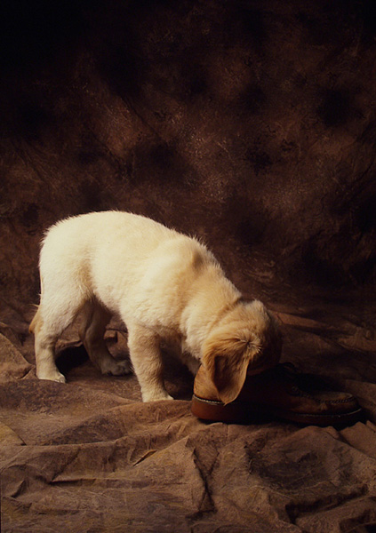 Pup sniff.jpg