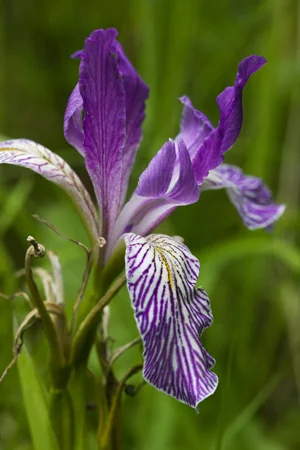 002WildIris.jpg