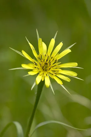005YellowSalsify.jpg