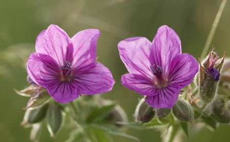 161StickyGeranium.jpg