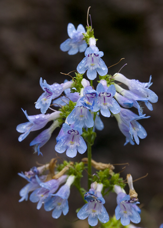 175Penstemon.jpg