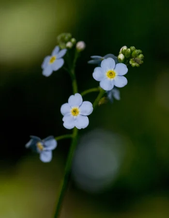 206ForgetMeNot.jpg