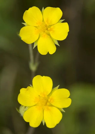 258Cinquefoil.jpg