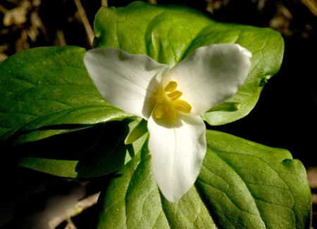 391Trillium.jpg