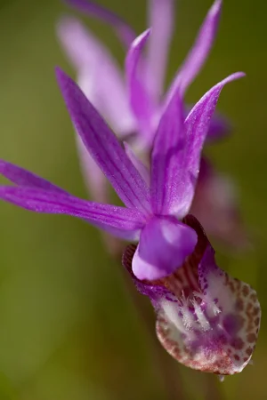 589CalypsoOrchid.jpg
