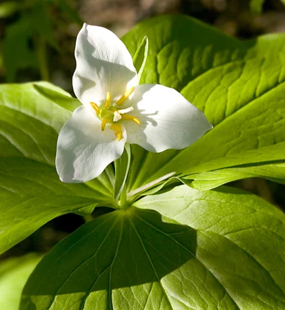 612Trillium.jpg