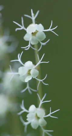 644Side-FloweredMiterwort.jpg