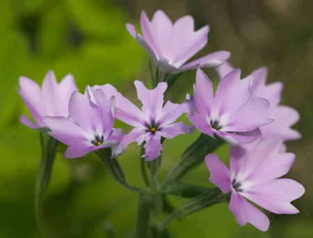 742Phlox.jpg