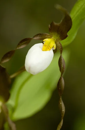 748MountainLadyslipper.jpg