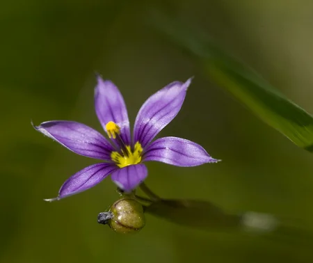 885BlueEyedGrass.jpg