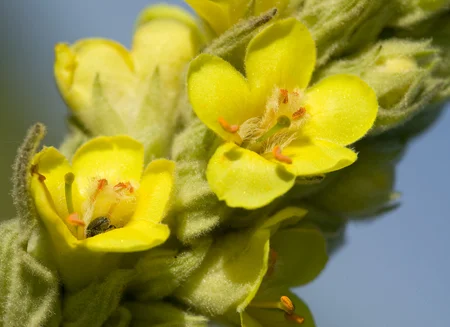 826Mullein.jpg