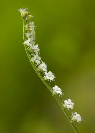 937Side-FloweredMiterwort.jpg