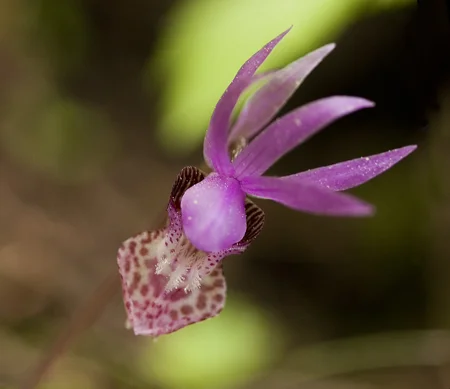 935CalypsoOrchid.jpg