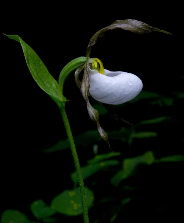 963MountainLadyslipper.jpg