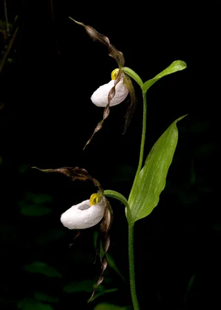 970MountainLadyslipper.jpg