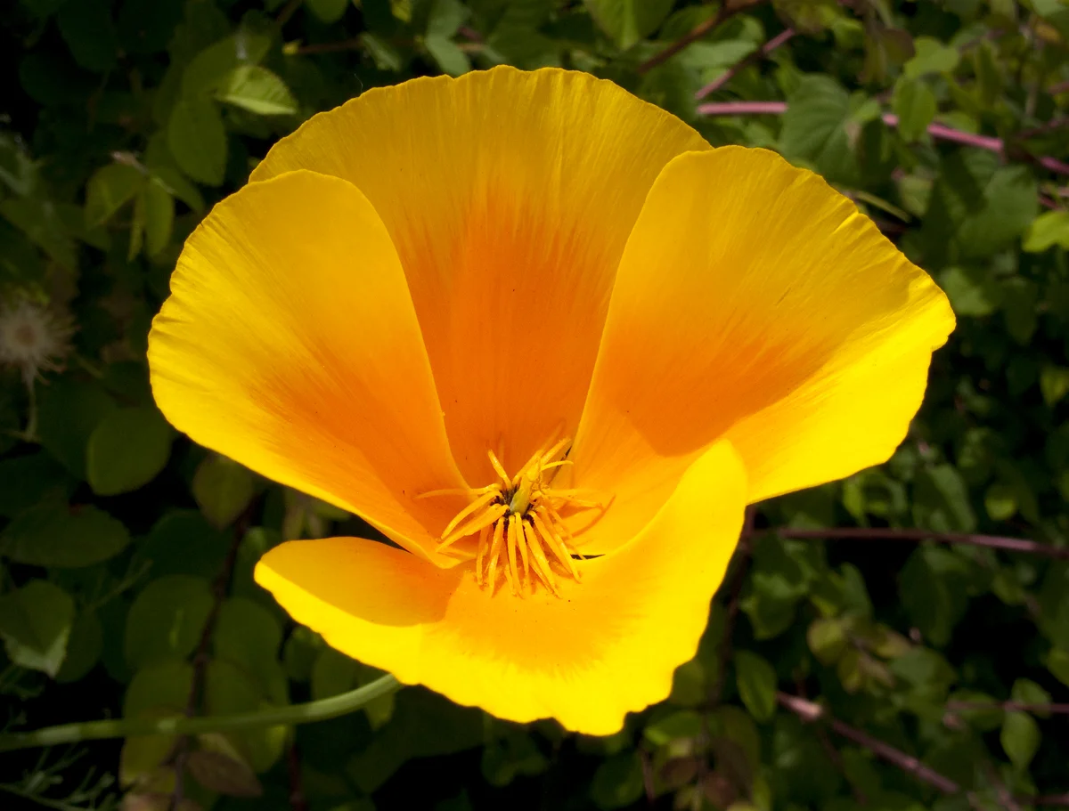 California poppy.jpg