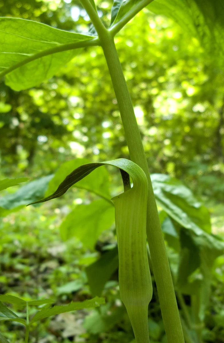 jackinthePulpit324.jpg