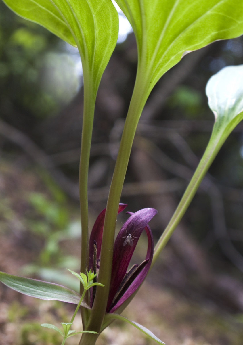Purple Trillium.jpg