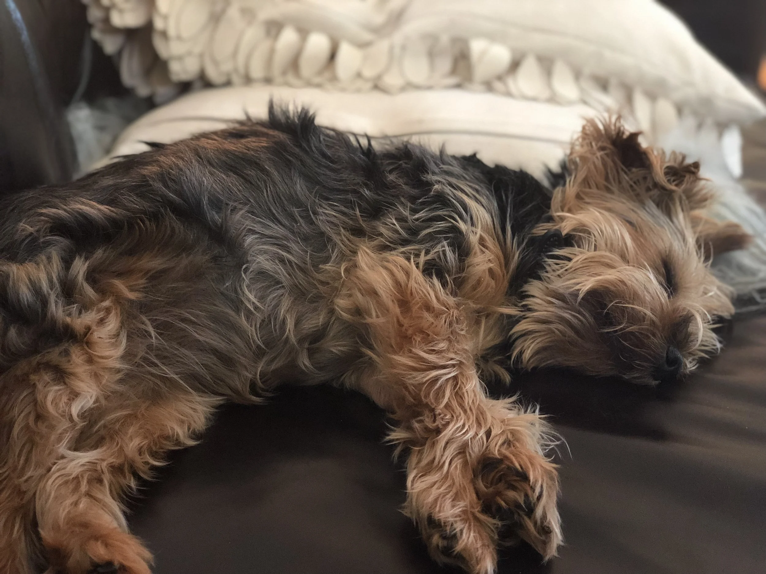 Dead or alive? Hard to say. And that's called extreme comfort. 