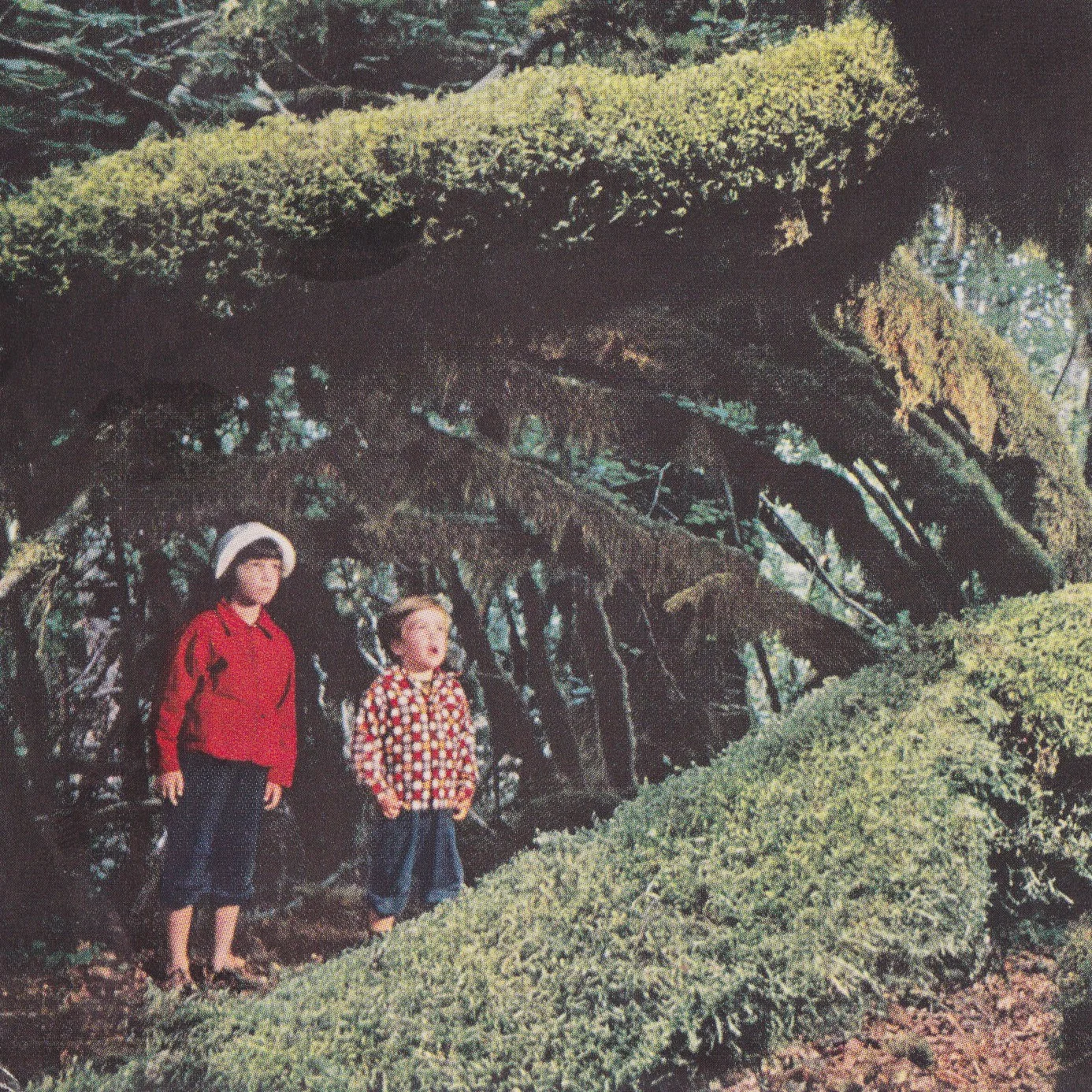 forestchildren1-e1418687328632.jpg