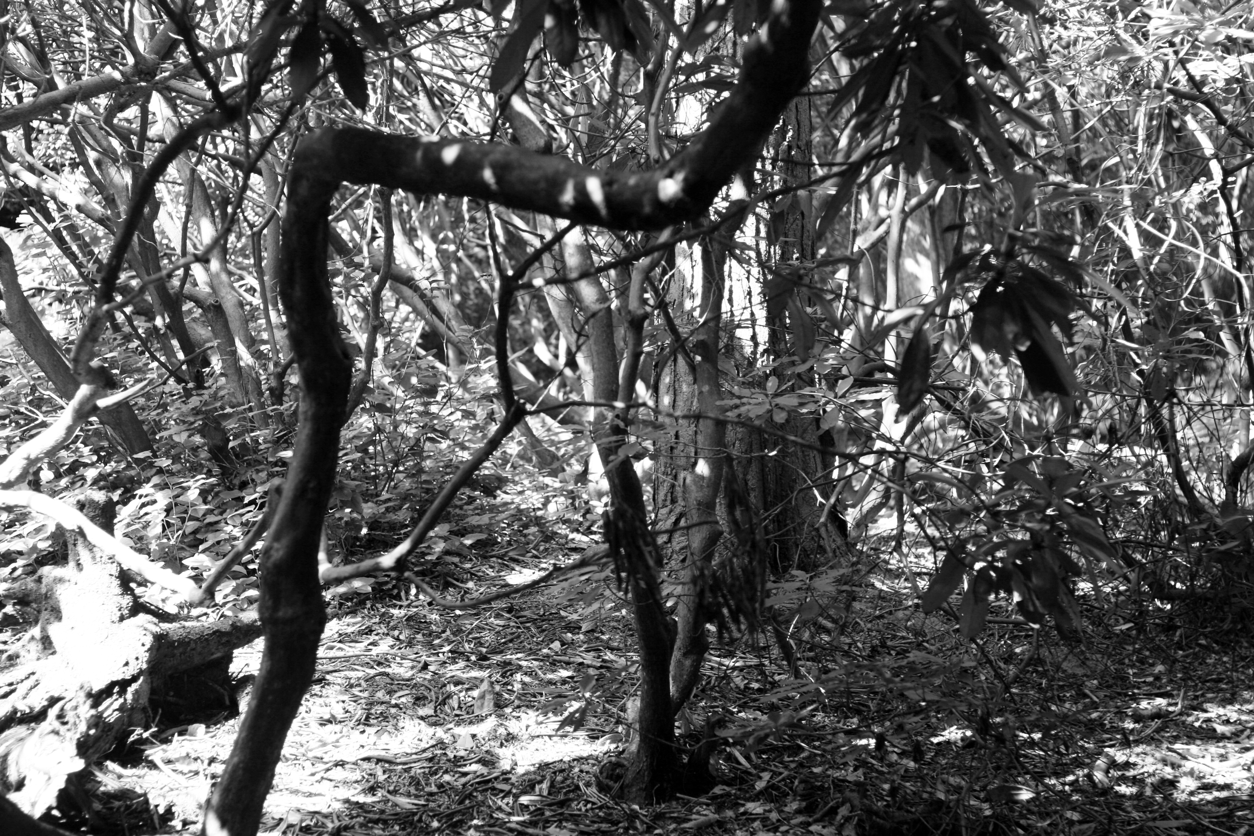 Meanwood Park