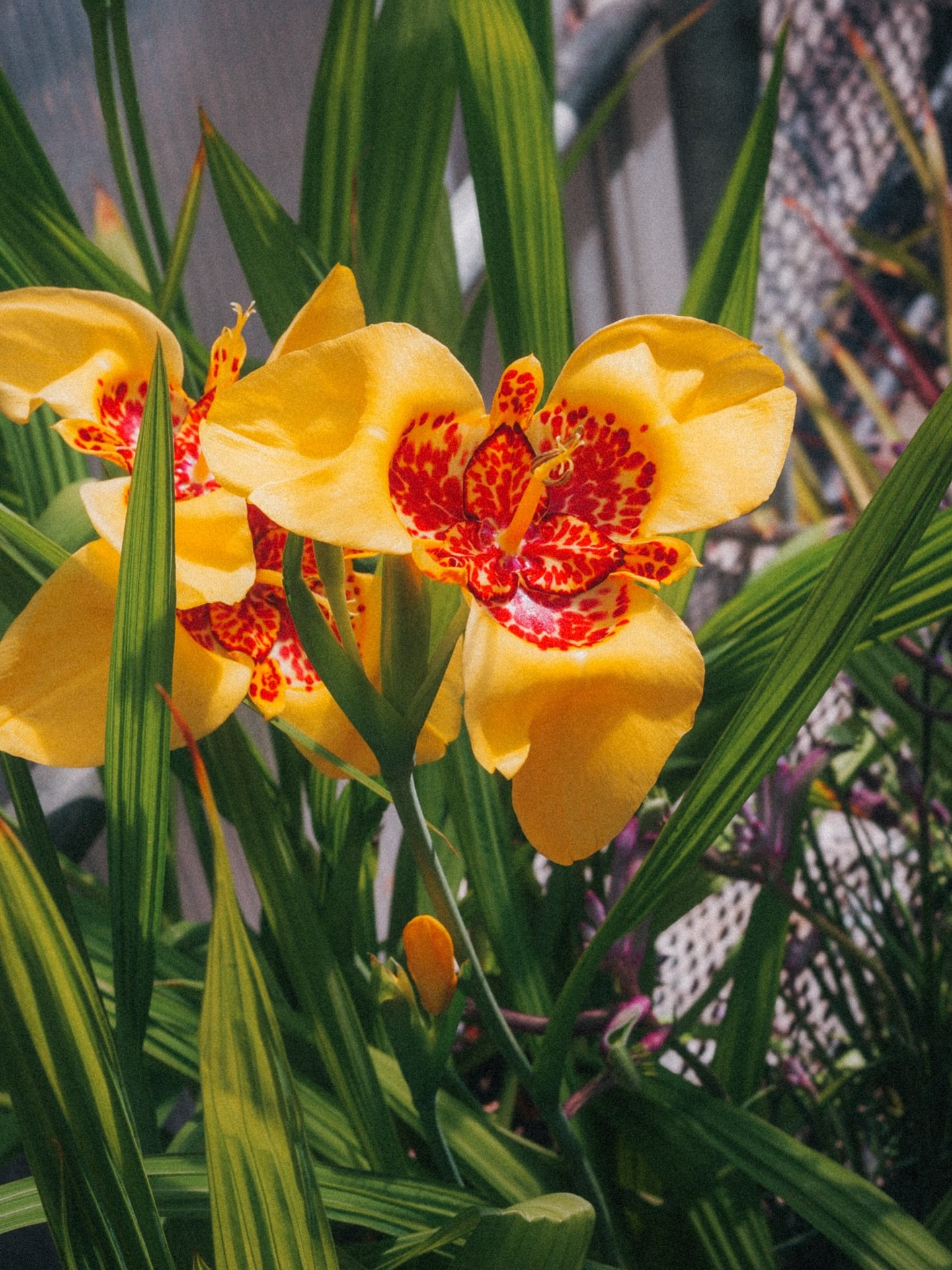 Look at these unique blooms! Our Tiger Flowers (Tigridia pavonia) have started opening this weekend. A native to Mexico and Central America, it&rsquo;s a tender perennial for our area (hardy to zone 8). Come take a look while they are putting on thei