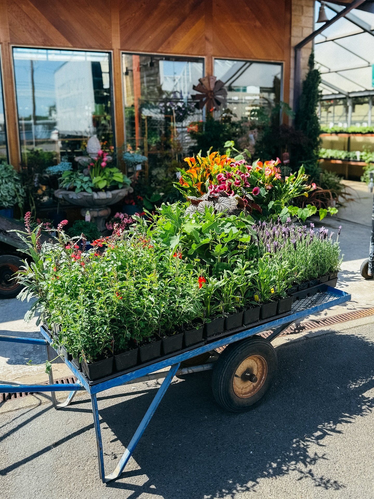 New flowering plants! Fresh deliveries of perennials from our amazing local growers this week. Including salvias, nepeta, agastache, lysimachia, calla lilies, lupine, foxglove, and so much more. 

This weather is perfect for planting perennials to br