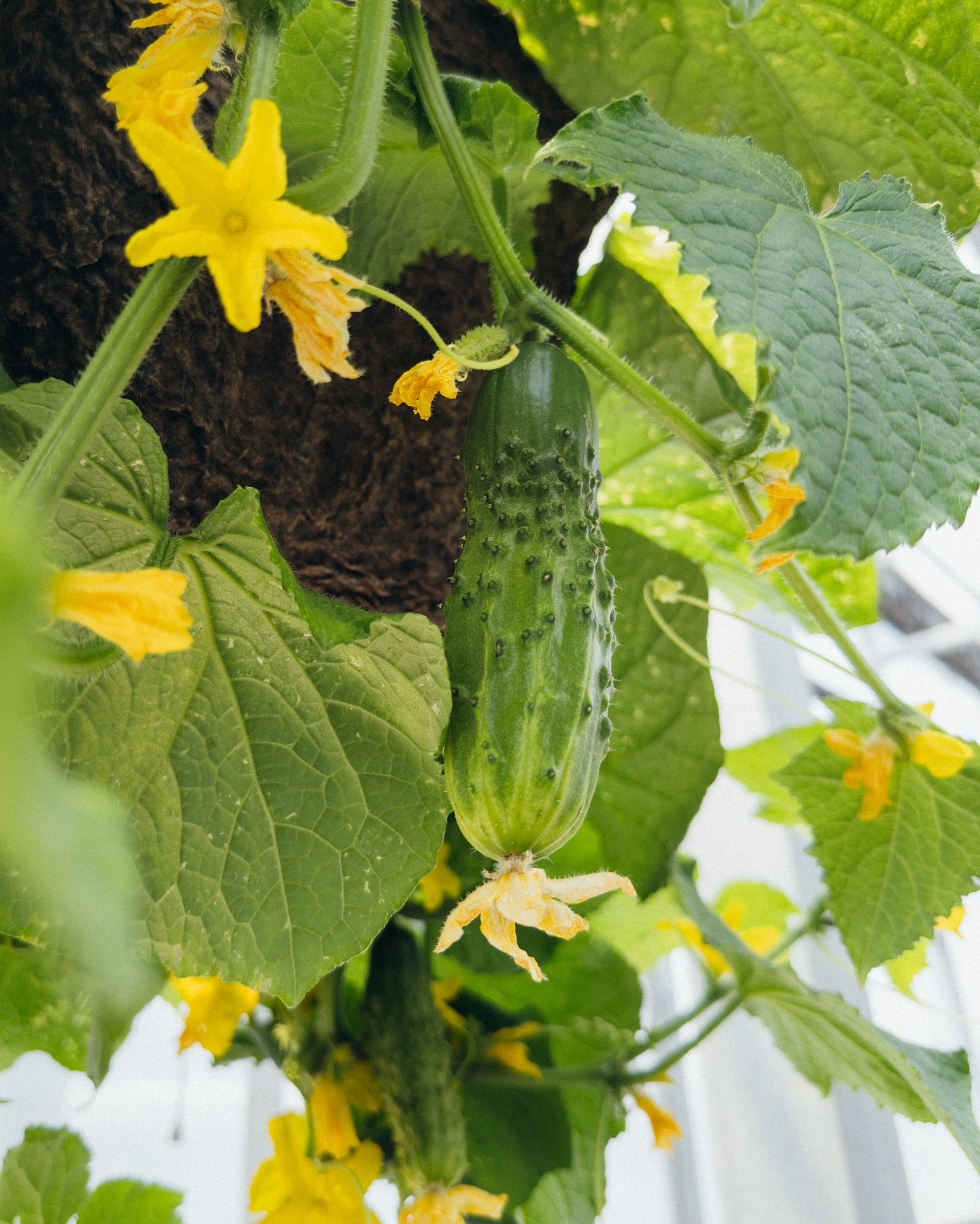 Who wore it better? We&rsquo;re celebrating the first of many cucumbers on our best selling hanging veggie basket. We only grew 50 this year so don&rsquo;t sleep on them&hellip; come grab one for your favorite dad or keep it for yourself!