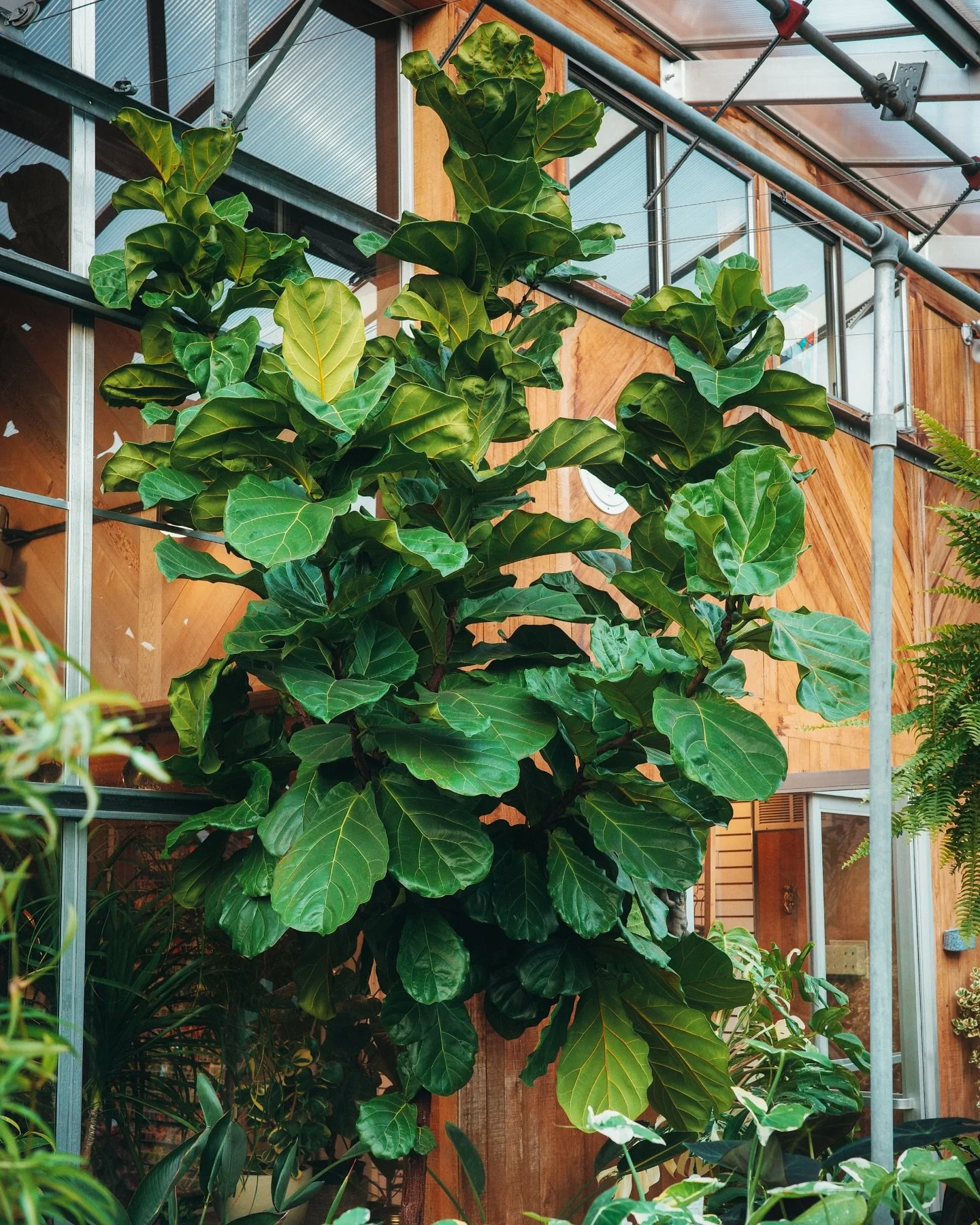 Meet Figaro, our 13 foot tall Fiddle-Leaf Fig (Ficus lyrata). If you have high ceilings at home, or need a jaw dropping center piece for your commercial space, Marbott&rsquo;s is worth a stop.

Note: some of our larger plants are kept in special gree