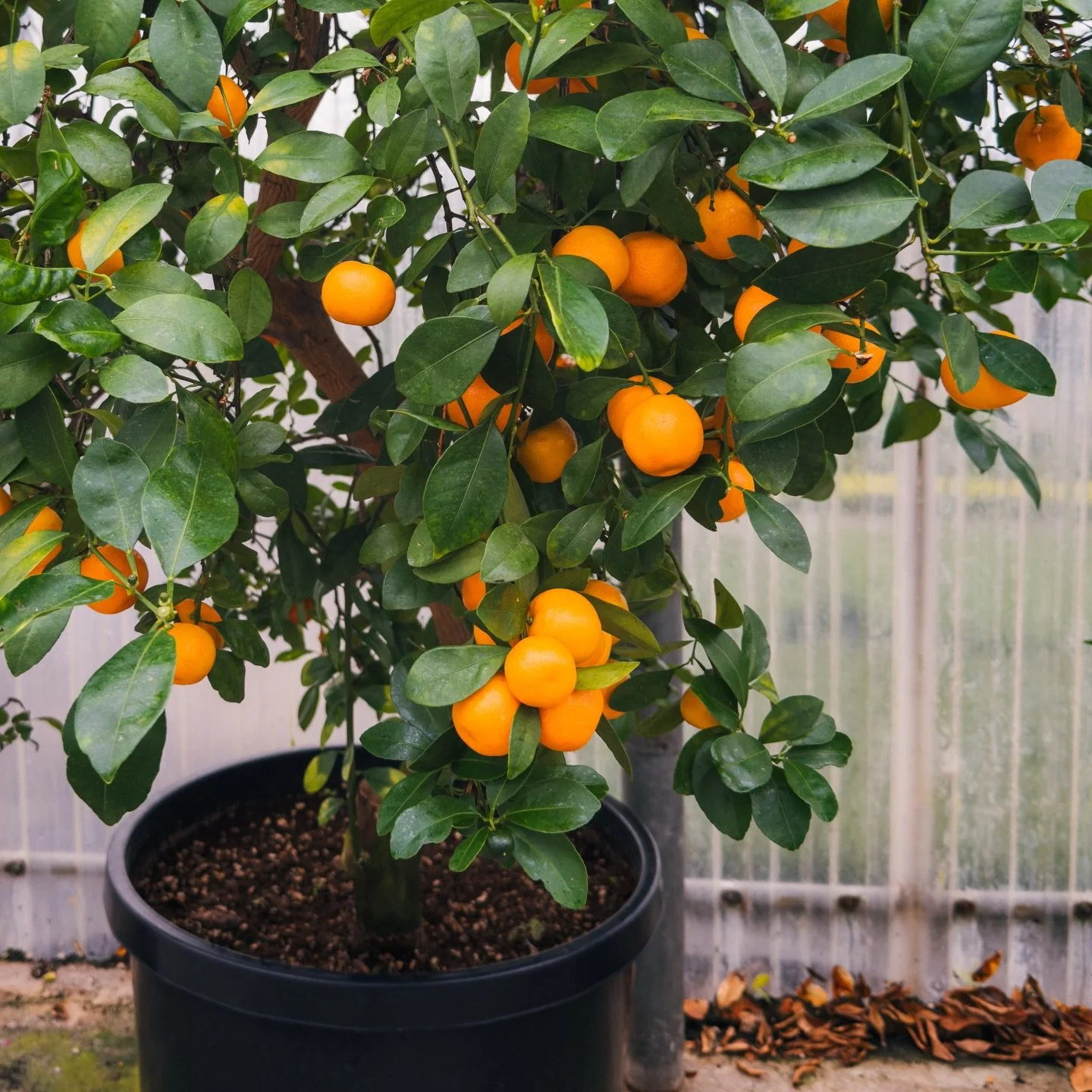 The Calamansi oranges are ripe. Just in time for holiday cooking your favorite Filipino dishes for the holidays. DM if you&rsquo;re interested in buying some of the fresh fruits!