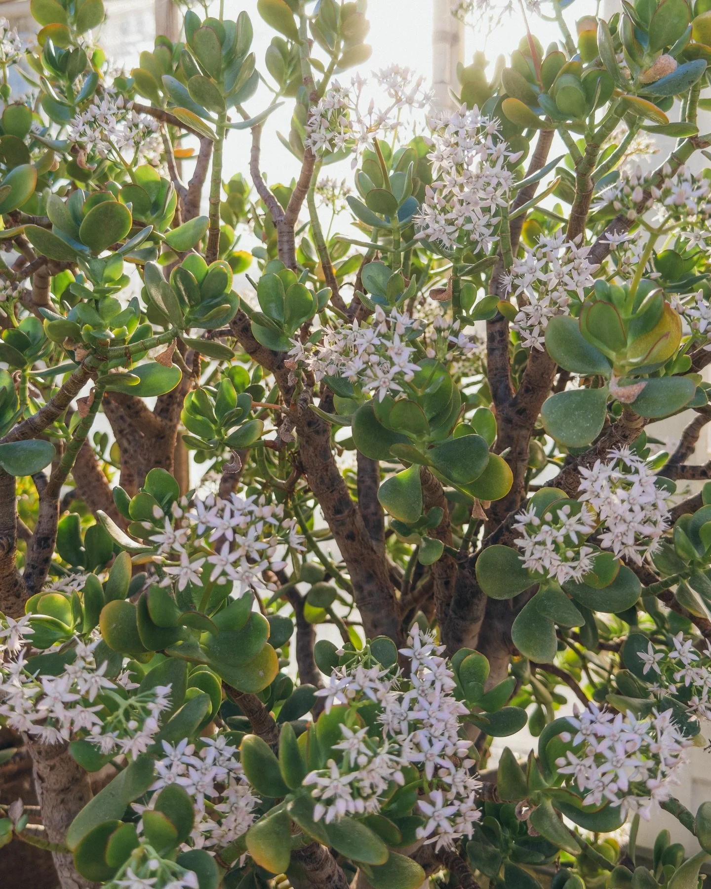 Happy New Year 🎊 Here&rsquo;s to blossoming into new things in 2026!