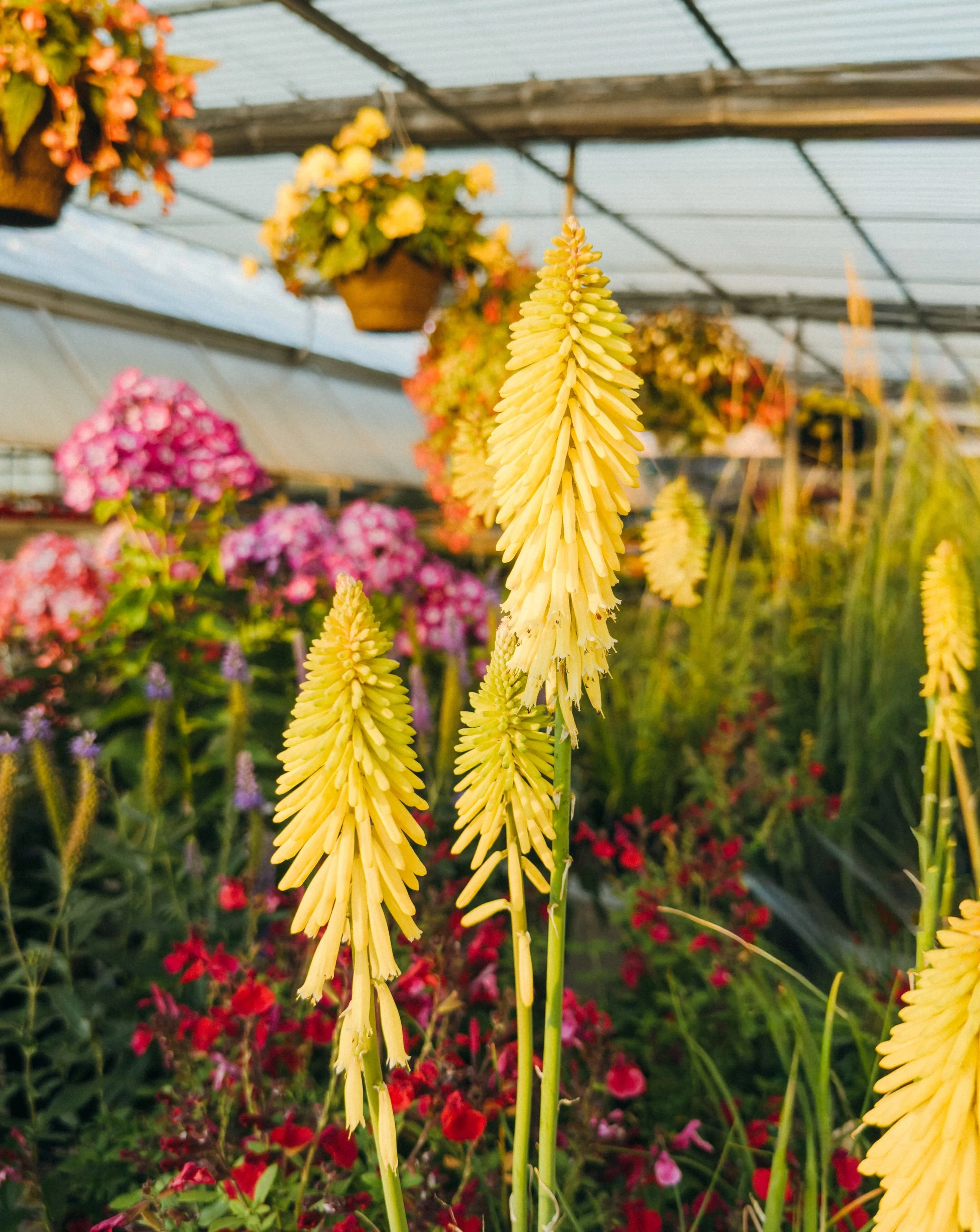 Summer Bloom is in full effect here at the nursery! 🌼🌸🪻 This is a perfect time of year to come in and get a vision for how great your garden can look in full flower.

This is still a great time to plant. Just need to be a bit more careful with wat