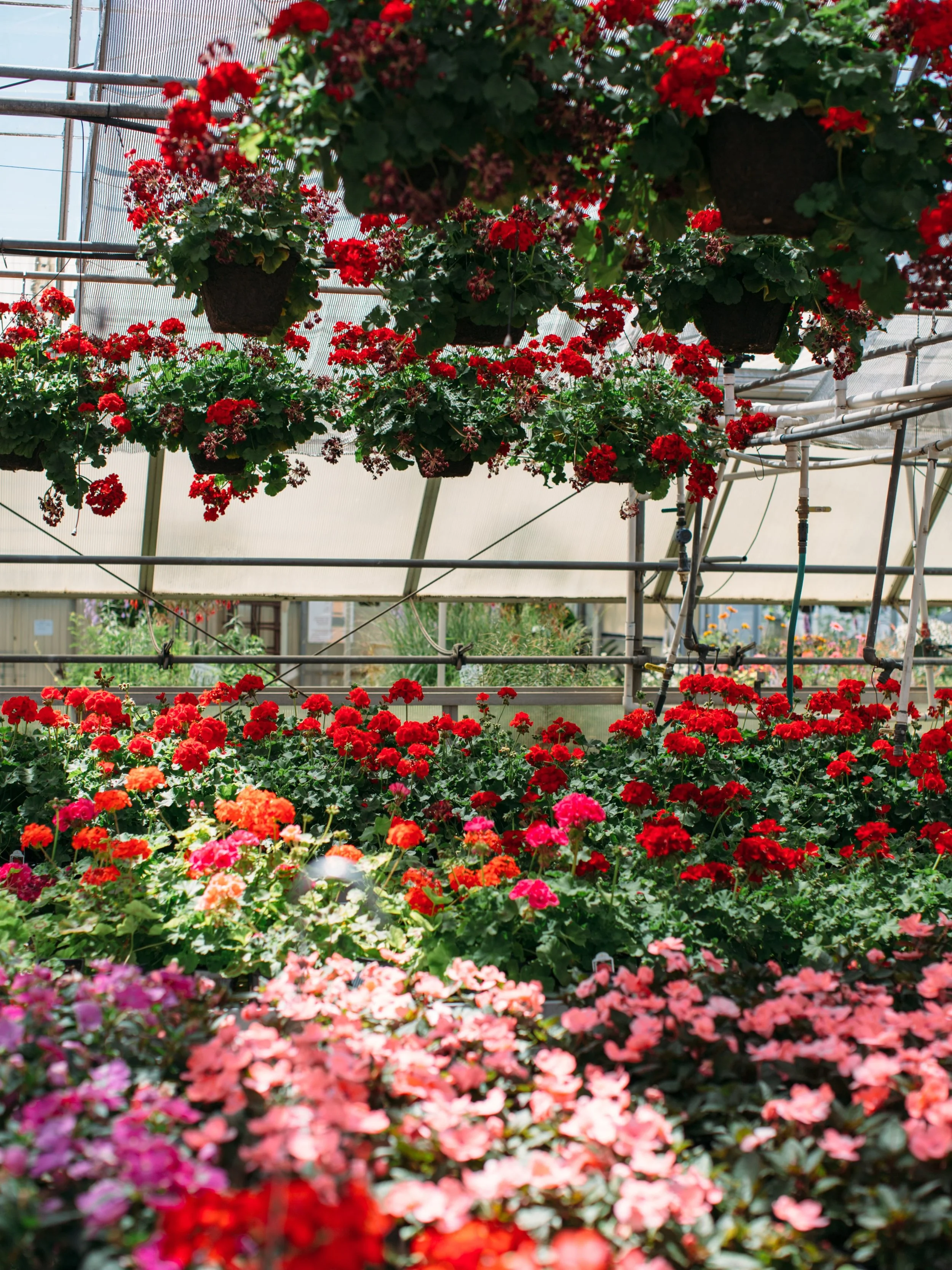 We&rsquo;ll be open tomorrow from 8am-3pm for any last minute needs for the holiday. Stop by and grab some flowers to spruce up your outdoor celebrations. Our hanging basket sale has also been extended with our baskets just $30 each while they last. 