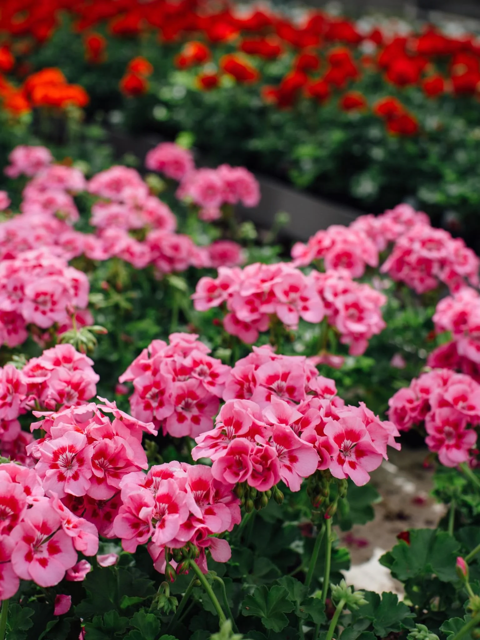 Tomorrow is the last day of our summer sale! Don&rsquo;t miss your chance to come in for 50% off our veggies and annuals and $30 hanging baskets.