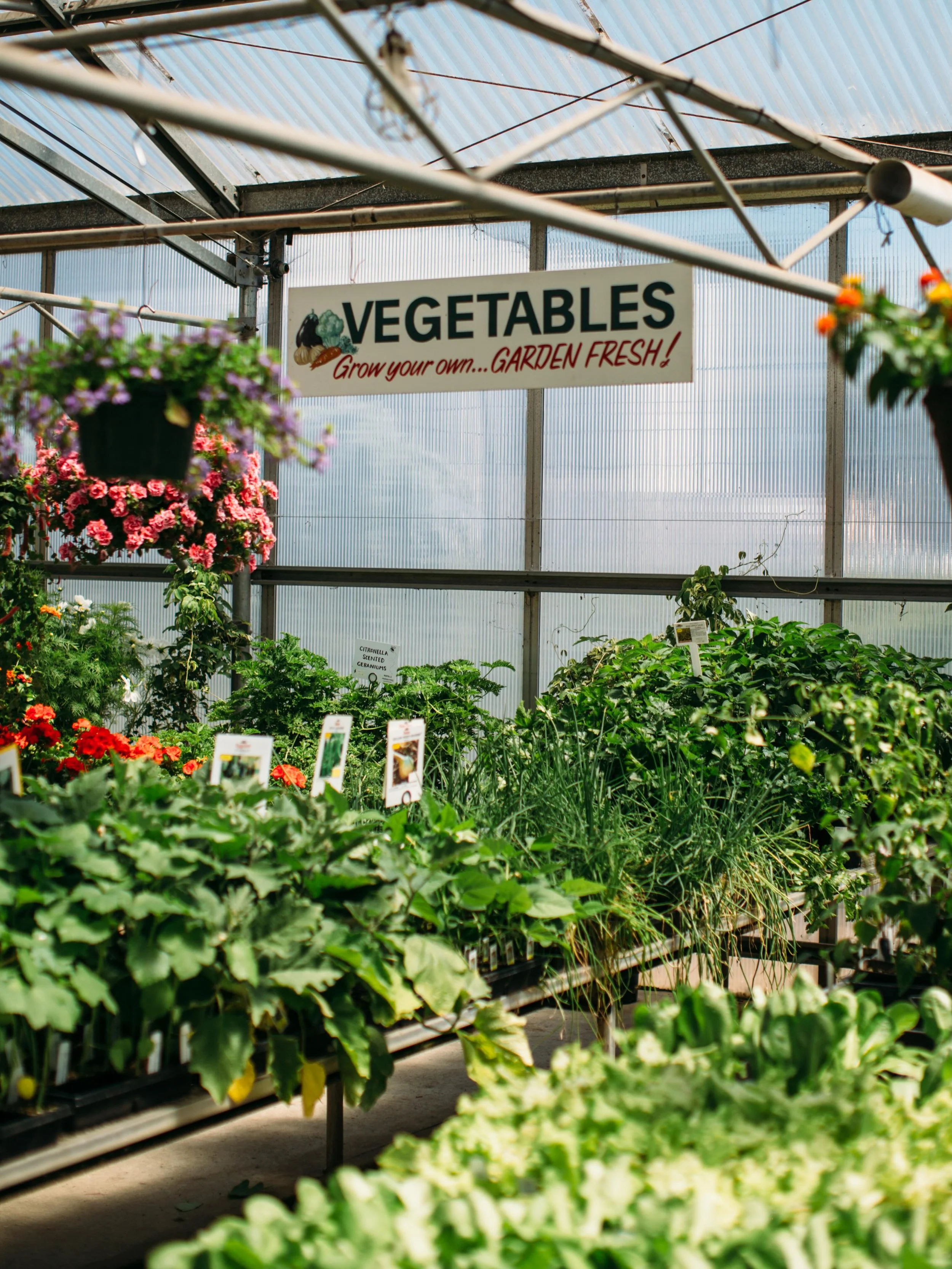 Veggie starts are ready for you 🥬 50% off now through the end of June!