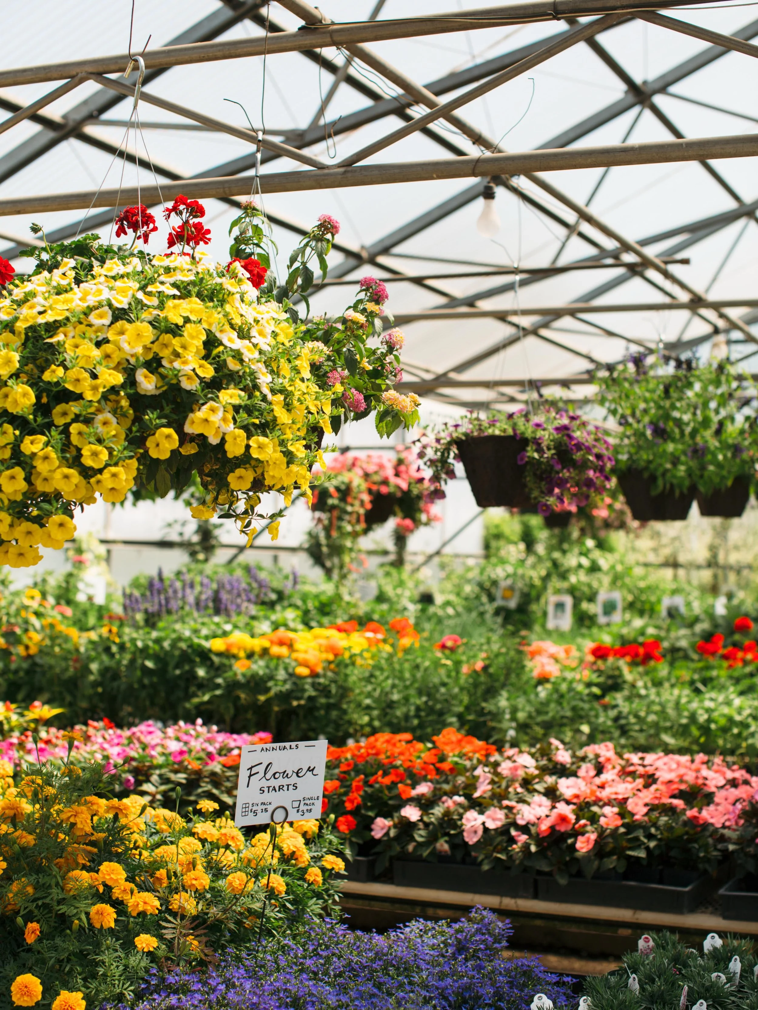 Celebrate the start of summer with up to 50% off annuals, herbs, vegetables, and flowering hanging baskets through the end of the month. 

Now is a great time to fill empty spots in the garden, refresh your porch planters, or plant summer veggies.

S